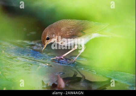 Veery im Frühling Woodland Habitat Stockfoto