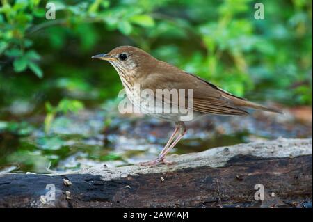 Veery im Frühling Woodland Habitat Stockfoto