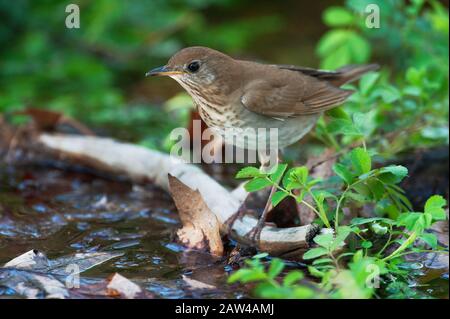 Veery im Frühling Woodland Habitat Stockfoto