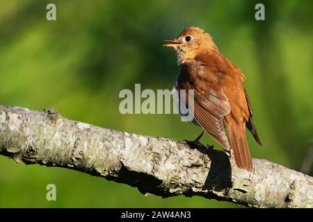 Veery-Gesang im Lebensraum Frühlings-Wald Stockfoto