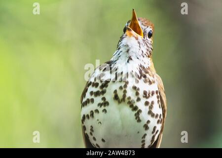 Wood thrush Sing in Frühling Greed Woods Stockfoto