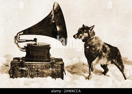 1910-1913 Terra Nova Expedition . Einer der Schlittenhunde von Kapitän Scott, der ein Grammophon in der Nähe des Südpols hört. antarktis Stockfoto