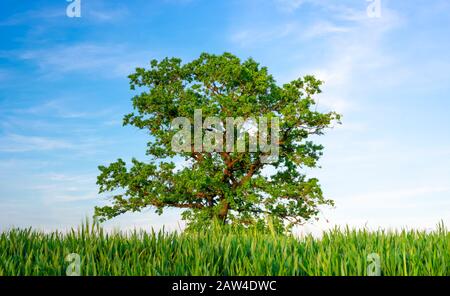 Alter Baum mit riesigen Zweigen und grünen, lebendigen Blättern, die allein unter dem blauen Himmel stehen. Sommerlandschaft mit grünem Getreide und grünen Blättern Stockfoto