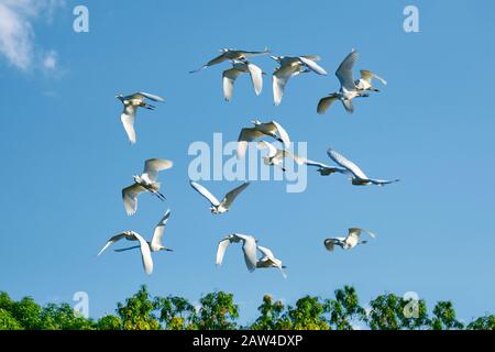 Eine Schar weißer Tiere Egrets fliegen jeden Morgen nach Sonnenaufgang in Richtung Pazifikküste Costa Ricas zusammen. Stockfoto