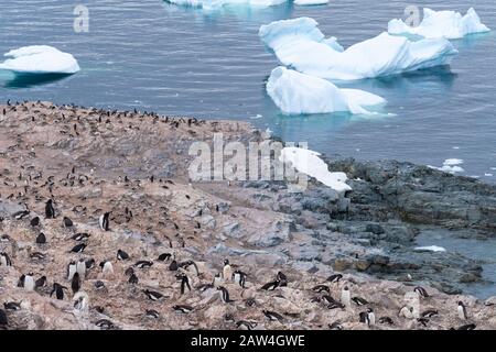 Riesige Gentoo-Pinguin-Kolonien inmitten spektakulärer Landschaften, Cuverville Island, Antarktischen Halbinsel, Antarktis Stockfoto