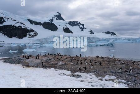 Riesige Gentoo-Pinguin-Kolonien inmitten spektakulärer Landschaften, Cuverville Island, Antarktischen Halbinsel, Antarktis Stockfoto