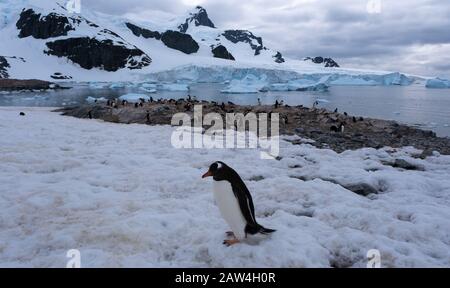 Riesige Gentoo-Pinguin-Kolonien inmitten spektakulärer Landschaften, Cuverville Island, Antarktischen Halbinsel, Antarktis Stockfoto