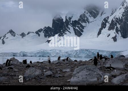 Riesige Gentoo-Pinguin-Kolonien inmitten spektakulärer Landschaften, Cuverville Island, Antarktischen Halbinsel, Antarktis Stockfoto