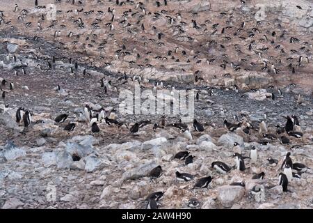 Riesige Gentoo-Pinguin-Kolonien inmitten spektakulärer Landschaften, Cuverville Island, Antarktischen Halbinsel, Antarktis Stockfoto