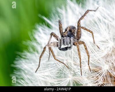 Ein Wolf Spider, der auf einer Löwenzahn sitzt Stockfoto