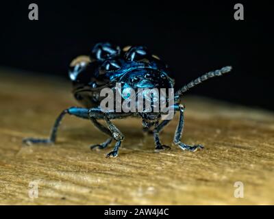 Alder Leaf Beetle in Bewegung Stockfoto