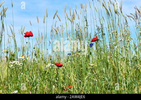 Weizenfeld mit jungen Weizenpflanzen, roten Mohnblumen, blauen Kornblumen und weißen gelben Gänseblümchen gegen einen blauen Himmel Stockfoto