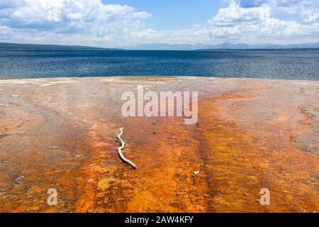 Orange Hot Thermalpool mit einer Filiale in From des blauen Sees an einem sonnigen Tag im yellowstone-nationalpark, vereinigte Staaten von amerika Stockfoto