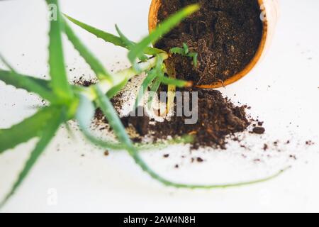 Auf einem weißen Tisch liegt ein umgestürzter Erdtopf, aus dem der Boden verschüttet ist und in dem eine grüne junge Aloe Blume wuchs. Stockfoto