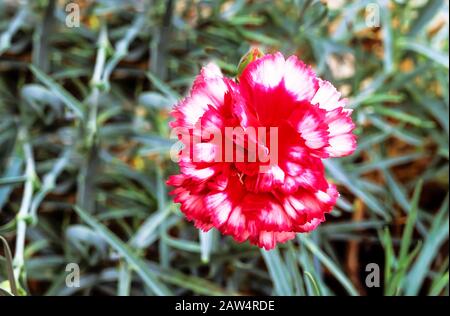 Nahaufnahme der magischen Blume von Dianthus Devon vor dem Hintergrund der Blätter. Eine immergrüne mehrjährige, die völlig winterhart ist. Stockfoto