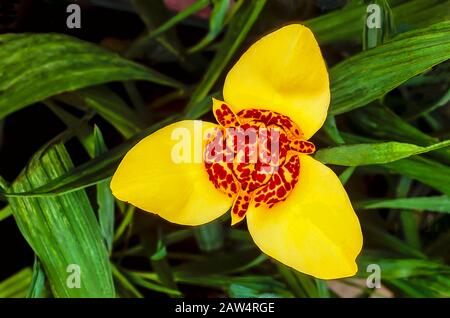 Nahaufnahme der Tigridia pavonia Blume vor dem Hintergrund der Blätter. Weitere Namen sind Pfauenblume und Tigerhblüte. Eine mehrjährige sommerliche blühende Pflanze. Stockfoto