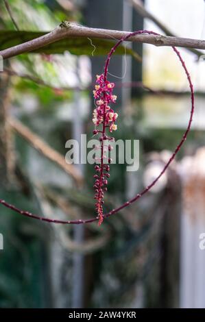 Makroaufnahme von dunkelrosa Trichostigma peruviana mit kleinen Blumen auf tropischem Hintergrund. Rebe umhüllt um Ast in natürlichem Sonnenlicht geschossen Stockfoto