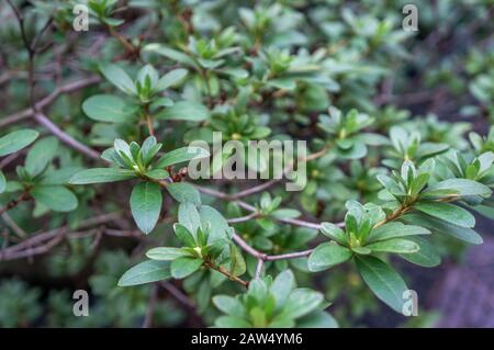Makrokulisse aus tiefgrünem immergrünen Strauch indischer Hawthorn 'Rhaphiolepis umbellata' Äste und Blätter, Bei Tageslicht mit selektivem Fokus Stockfoto