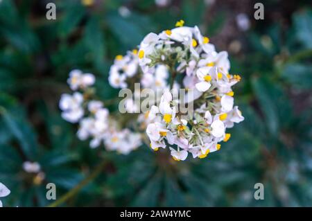 Nahaufnahme der weißen "Oncidium sotoanum" tanzenden Dame Orchideenblumen mit gelben Pistillen auf dunkelgrünem Hintergrund. Makrofoto Stockfoto