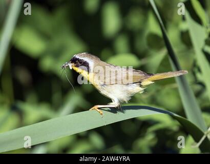 Nahaufnahme von Common Yellowthroat (Geothlypis trichas) mit Beute, die auf einem Schilf in den Marschen in Ontario, Kanada liegt Stockfoto