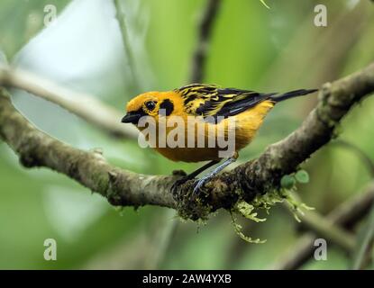 Nahaufnahme des goldenen Tangers ( Tangara arthus), der auf einem moosigen Zweig im Nordwesten Ecuadors liegt. Stockfoto