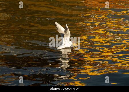 Möwe fängt einen Fisch. Seabarr mit weit ausgebreiteten Flügeln. Möwe landet im Wasser. Schöner Vogel auf dem Wasser mit goldener Spiegelung Stockfoto