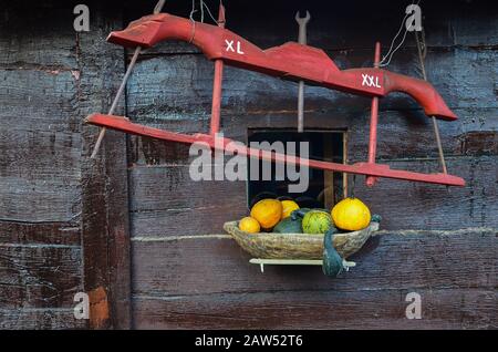 Joch mit XL- und XXL-Markierung und gelben und grünen Kürbissen in Holzgefäß gegen Holzwand Stockfoto