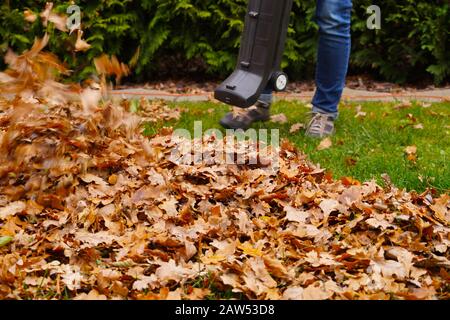 Herbstarbeiten im Garten. Reinigen Sie die Blätter mit einem Gebläse. Stockfoto