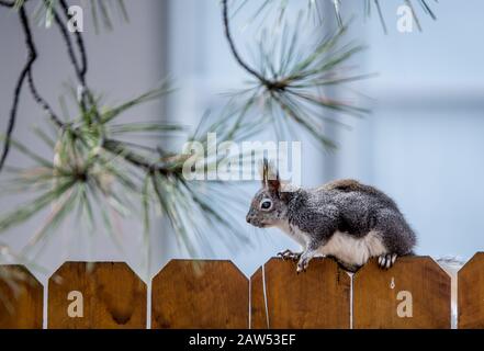 Eichhörnchen auf Zaun Stockfoto
