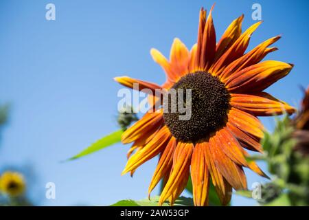 Sonnenblume im Garten Stockfoto