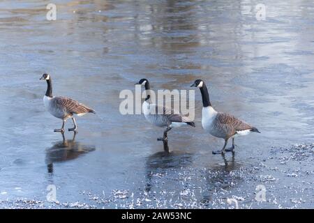 Kanada Gänse auf einem gefrorenen See in Yorkshire, England. Stockfoto