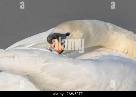 Ein stummer Schwanenkopf aus der Nähe. Der Schwan hat den Hals über den Körper während der Präenisierung gedreht. Stockfoto