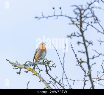 Ein Robin (Großbritannien) im vollen Lied thront im Winter in einem Weißdornbaum. Stockfoto