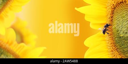 Biene sammelt Nektar von einer Sonnenblumenblume auf orangefarbenem unscharfen Hintergrund, Banner für Website. Panorama. Verschwommener Abstand für Ihren Text. Stockfoto