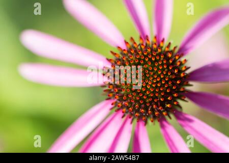 Purpur-Koneblumen, auch Echinacea genannt, wird für die Pflanzenheilkunde verwendet. Stockfoto