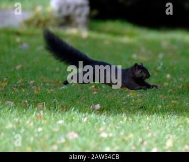 Ein schwarzes Hörnchen in der Waldlandschaft in Hitchin Hertfordshire. Das schwarze Gleithörnchen ist dieselbe Art wie die grauen buschig behauenen Kreaturen, die von Park- und Waldwanderungen bekannt sind. Abgesehen von der Farbe haben schwarze Eichhörnchen die gleiche Größe, das gleiche Verhalten und den gleichen Lebensraum wie Grautöne. Stockfoto