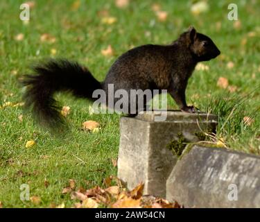 Ein schwarzes Hörnchen in der Waldlandschaft in Hitchin Hertfordshire. Das schwarze Gleithörnchen ist dieselbe Art wie die grauen buschig behauenen Kreaturen, die von Park- und Waldwanderungen bekannt sind. Abgesehen von der Farbe haben schwarze Eichhörnchen die gleiche Größe, das gleiche Verhalten und den gleichen Lebensraum wie Grautöne. Stockfoto