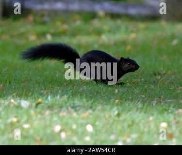 Ein schwarzes Hörnchen in der Waldlandschaft in Hitchin Hertfordshire. Das schwarze Gleithörnchen ist dieselbe Art wie die grauen buschig behauenen Kreaturen, die von Park- und Waldwanderungen bekannt sind. Abgesehen von der Farbe haben schwarze Eichhörnchen die gleiche Größe, das gleiche Verhalten und den gleichen Lebensraum wie Grautöne. Stockfoto