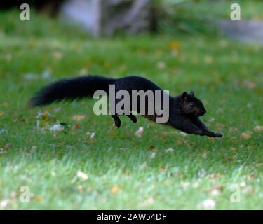 Ein schwarzes Hörnchen in der Waldlandschaft in Hitchin Hertfordshire. Das schwarze Gleithörnchen ist dieselbe Art wie die grauen buschig behauenen Kreaturen, die von Park- und Waldwanderungen bekannt sind. Abgesehen von der Farbe haben schwarze Eichhörnchen die gleiche Größe, das gleiche Verhalten und den gleichen Lebensraum wie Grautöne. Stockfoto