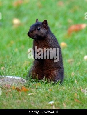 Ein schwarzes Hörnchen in der Waldlandschaft in Hitchin Hertfordshire. Das schwarze Gleithörnchen ist dieselbe Art wie die grauen buschig behauenen Kreaturen, die von Park- und Waldwanderungen bekannt sind. Abgesehen von der Farbe haben schwarze Eichhörnchen die gleiche Größe, das gleiche Verhalten und den gleichen Lebensraum wie Grautöne. Stockfoto