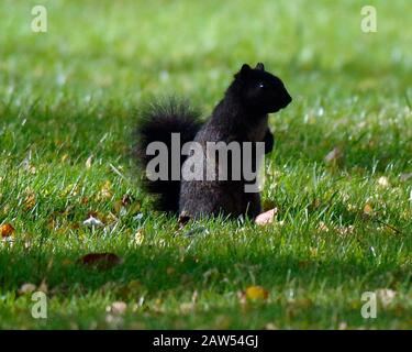 Ein schwarzes Hörnchen in der Waldlandschaft in Hitchin Hertfordshire. Das schwarze Gleithörnchen ist dieselbe Art wie die grauen buschig behauenen Kreaturen, die von Park- und Waldwanderungen bekannt sind. Abgesehen von der Farbe haben schwarze Eichhörnchen die gleiche Größe, das gleiche Verhalten und den gleichen Lebensraum wie Grautöne. Stockfoto