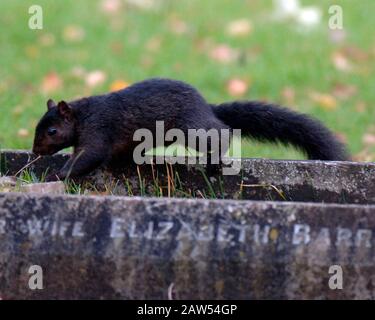 Ein schwarzes Hörnchen in der Waldlandschaft in Hitchin Hertfordshire. Das schwarze Gleithörnchen ist dieselbe Art wie die grauen buschig behauenen Kreaturen, die von Park- und Waldwanderungen bekannt sind. Abgesehen von der Farbe haben schwarze Eichhörnchen die gleiche Größe, das gleiche Verhalten und den gleichen Lebensraum wie Grautöne. Stockfoto