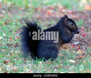 Ein schwarzes Hörnchen in der Waldlandschaft in Hitchin Hertfordshire. Das schwarze Gleithörnchen ist dieselbe Art wie die grauen buschig behauenen Kreaturen, die von Park- und Waldwanderungen bekannt sind. Abgesehen von der Farbe haben schwarze Eichhörnchen die gleiche Größe, das gleiche Verhalten und den gleichen Lebensraum wie Grautöne. Stockfoto