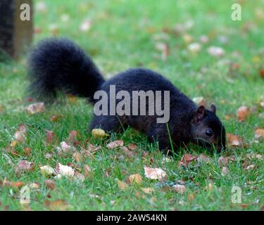 Ein schwarzes Hörnchen in der Waldlandschaft in Hitchin Hertfordshire. Das schwarze Gleithörnchen ist dieselbe Art wie die grauen buschig behauenen Kreaturen, die von Park- und Waldwanderungen bekannt sind. Abgesehen von der Farbe haben schwarze Eichhörnchen die gleiche Größe, das gleiche Verhalten und den gleichen Lebensraum wie Grautöne. Stockfoto