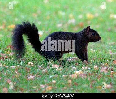 Ein schwarzes Hörnchen in der Waldlandschaft in Hitchin Hertfordshire. Das schwarze Gleithörnchen ist dieselbe Art wie die grauen buschig behauenen Kreaturen, die von Park- und Waldwanderungen bekannt sind. Abgesehen von der Farbe haben schwarze Eichhörnchen die gleiche Größe, das gleiche Verhalten und den gleichen Lebensraum wie Grautöne. Stockfoto