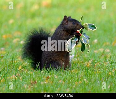 Ein schwarzes Hörnchen in der Waldlandschaft in Hitchin Hertfordshire. Das schwarze Gleithörnchen ist dieselbe Art wie die grauen buschig behauenen Kreaturen, die von Park- und Waldwanderungen bekannt sind. Abgesehen von der Farbe haben schwarze Eichhörnchen die gleiche Größe, das gleiche Verhalten und den gleichen Lebensraum wie Grautöne. Stockfoto