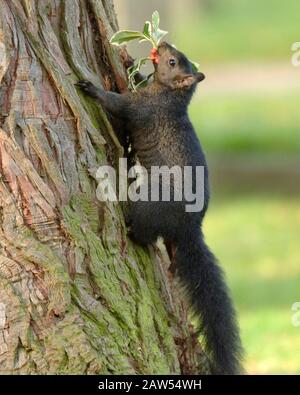 Ein schwarzes Hörnchen in der Waldlandschaft in Hitchin Hertfordshire. Das schwarze Gleithörnchen ist dieselbe Art wie die grauen buschig behauenen Kreaturen, die von Park- und Waldwanderungen bekannt sind. Abgesehen von der Farbe haben schwarze Eichhörnchen die gleiche Größe, das gleiche Verhalten und den gleichen Lebensraum wie Grautöne. Stockfoto