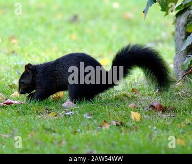 Ein schwarzes Hörnchen in der Waldlandschaft in Hitchin Hertfordshire. Das schwarze Gleithörnchen ist dieselbe Art wie die grauen buschig behauenen Kreaturen, die von Park- und Waldwanderungen bekannt sind. Abgesehen von der Farbe haben schwarze Eichhörnchen die gleiche Größe, das gleiche Verhalten und den gleichen Lebensraum wie Grautöne. Stockfoto