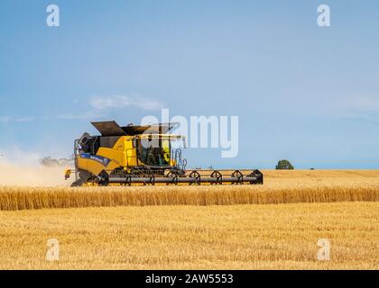 Canterbury, Neuseeland, 2. Februar 2020: Ein New Holland-Mähdrescher, der im Sommer in einem Gerstenfeld arbeitet Stockfoto