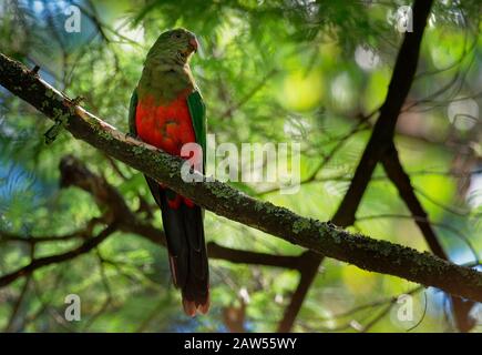 Australischer König Papagei - Alisterus scapularis grüner und roter Vogel, der endemisch im Osten Australiens ist, in feuchten und stark bewaldeten Hochland Regionen, einschließlich Stockfoto